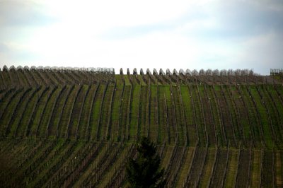 Avant, bien droit_4525606015_l.jpg